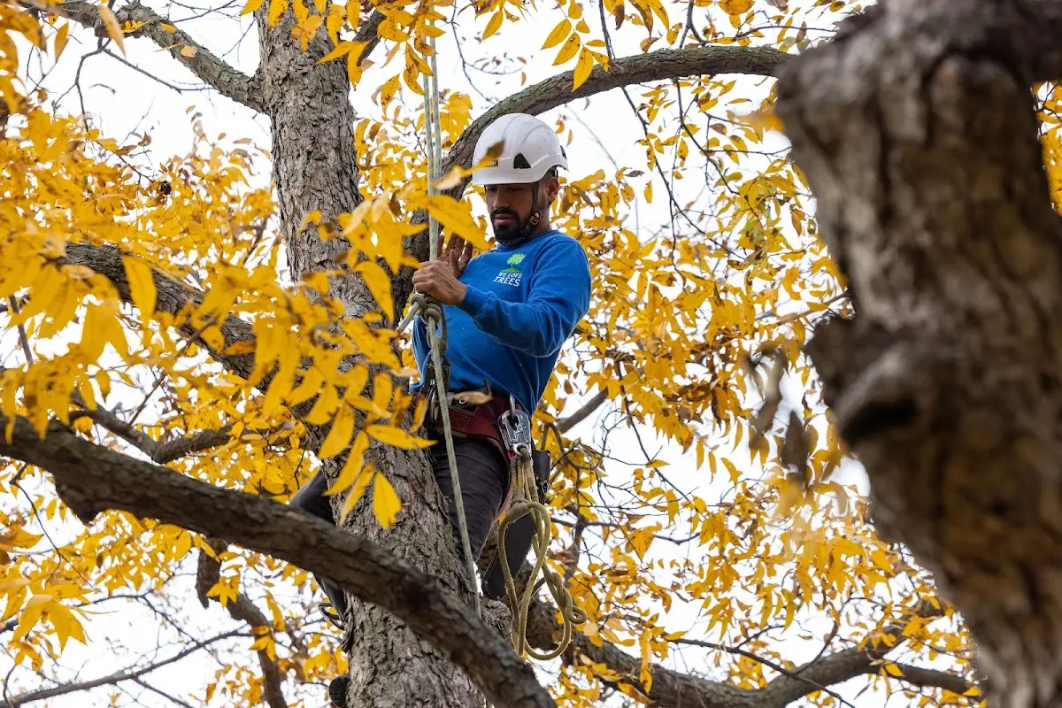 Skilled Tree Planing crew working in Morristown